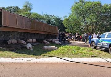 Vídeo: carreta com mais de 100 porcos tomba em Dourados e população saqueia a carga