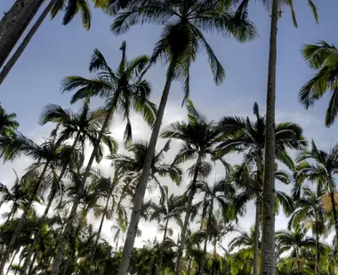 Câmara aprova regras menos rígidas para plantação de eucalipto